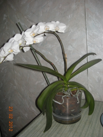 Орхидея чахнет, как вдохнуть жизнь?