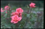 Что и как надо было сделать для хорошей перезимовки кустарника розы? 
