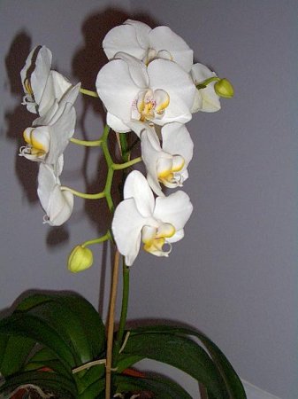 Почему не цветет орхидея?