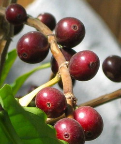 Как размножить Кофейной дерево?