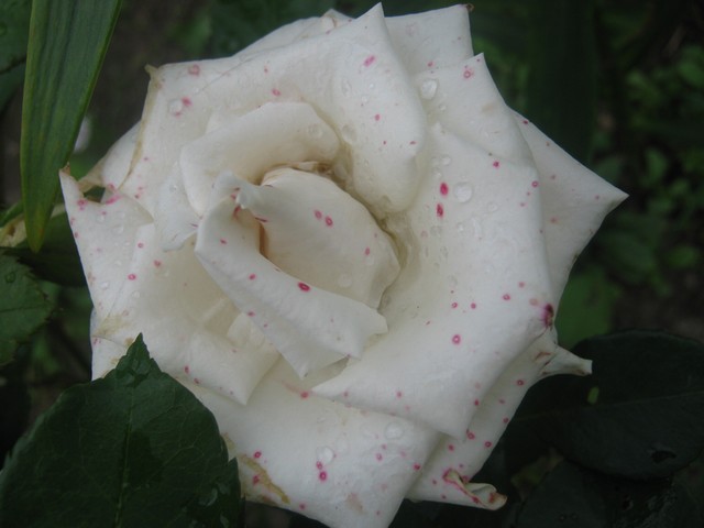 Почему на белой розе появляются розовые пятнышки?