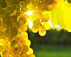 Можно ли размножат виноград  весенними черенками? 