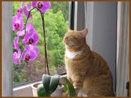 Какое удобрение подойдет для орхидеи?