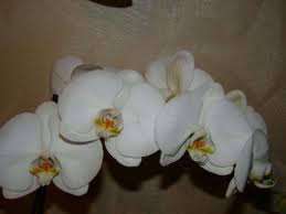 Сломала цветонос орхидеи. Теперь только выкинуть ее?