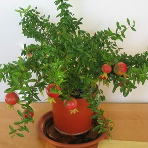 Растение гранат (Punica) в домашних условиях: фото и выращивание