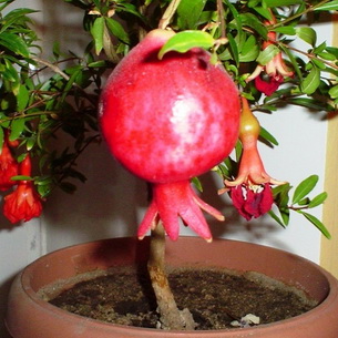 Растение гранат (Punica) в домашних условиях: фото и выращивание