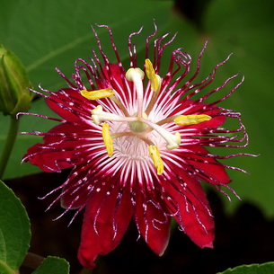 Цветок страстоцвет пассифлора (Passiflora): как вырастить в домашних условиях (с фото)