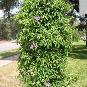 Цветок страстоцвет пассифлора (Passiflora): как вырастить в домашних условиях (с фото)