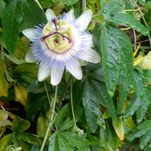 Цветок страстоцвет пассифлора (Passiflora): как вырастить в домашних условиях (с фото)