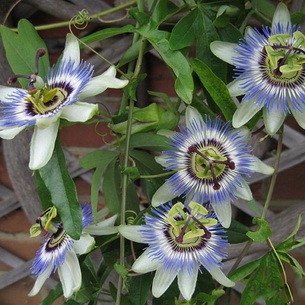 Цветок страстоцвет пассифлора (Passiflora): как вырастить в домашних условиях (с фото)
