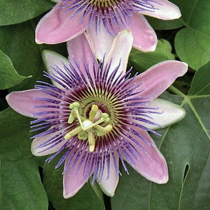 Цветок страстоцвет пассифлора (Passiflora): как вырастить в домашних условиях (с фото)