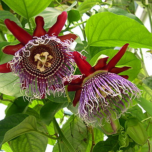 Цветок страстоцвет пассифлора (Passiflora): как вырастить в домашних условиях (с фото)