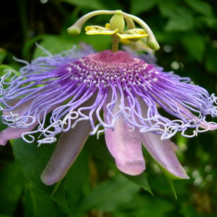 Цветок страстоцвет пассифлора (Passiflora): как вырастить в домашних условиях (с фото)