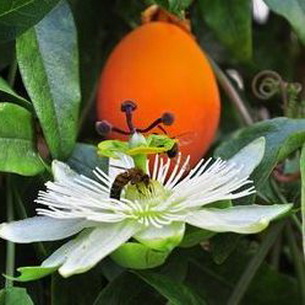 Цветок страстоцвет пассифлора (Passiflora): как вырастить в домашних условиях (с фото)