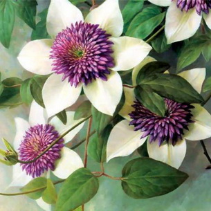 Цветок страстоцвет пассифлора (Passiflora): как вырастить в домашних условиях (с фото)
