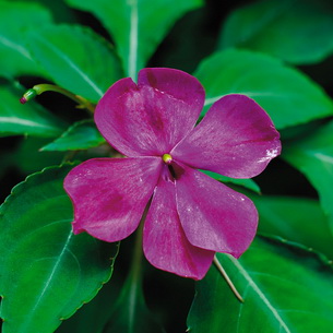 Комнатный цветок бальзамин: виды и сорта, посадка и уход