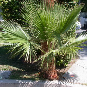 пальма Вашингтония