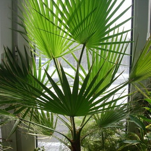 пальма Вашингтония