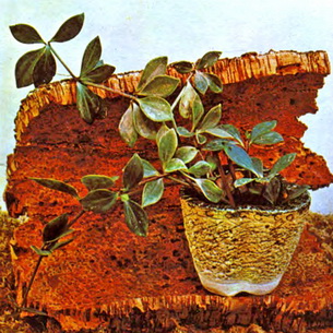 Цветок комнатная пеперомия (Peperomia): виды и выращивание растения