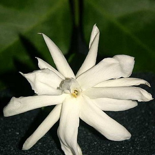 Комнатный цветок жасмин: разновидности и выращивание