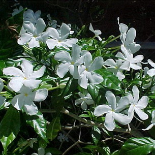 Комнатный цветок жасмин: разновидности и выращивание