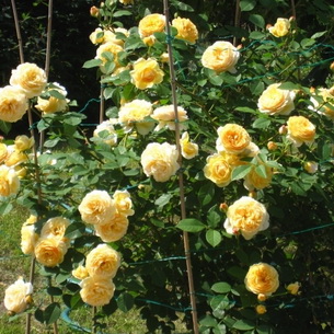 Разновидности и сорта цветка роза (с фото и описанием)