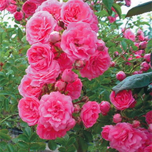 Разновидности и сорта цветка роза (с фото и описанием)