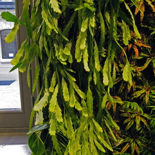 Комнатное растение кактус рипсалис (Rhipsalis Garth.)