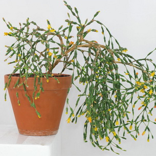 Комнатное растение кактус рипсалис (Rhipsalis Garth.)