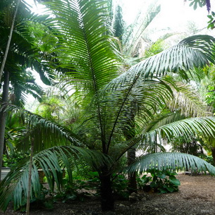 Домашние комнатные растения пальмы: виды, фото и названия