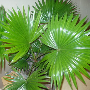 Домашние комнатные растения пальмы: виды, фото и названия