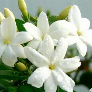 Комнатный цветок жасмин самбак (с фото)