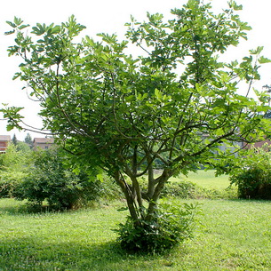 Инжир (фиговое дерево)