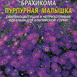 Цветы брахикома: виды, посев и выращивание