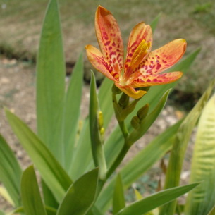 Цветок беламканда китайская (Бelamkanda) и её фото