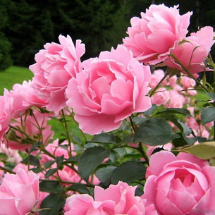 Розы: размножение и уход в открытом грунте