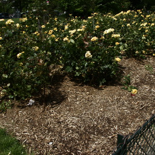 Розы: размножение и уход в открытом грунте