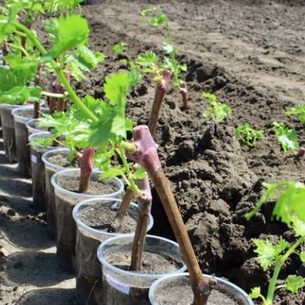 Размножение винограда черенками: подготовка, хранение и высадка