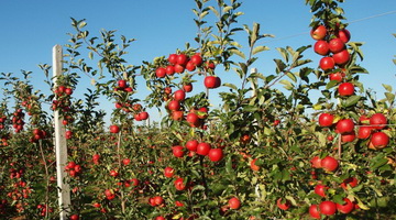 Путь к ежегодному плодоношению яблони