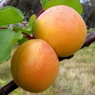Агротехника выращивания абрикоса: посадка и уход