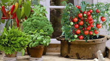 Выращивание овощей на балконе: помидоры, перец, баклажаны