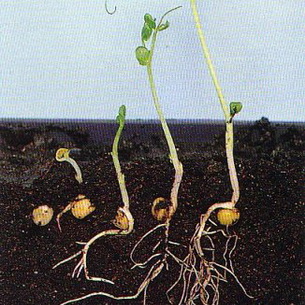 Выращивание моркови: подготовка, посадка и уход