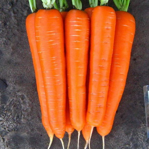 Выращивание моркови: подготовка, посадка и уход