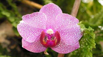 Phalaenopsis (Фаленопсис)