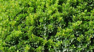 Барбарис подушковидный зеленый