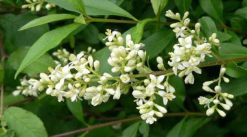 Растение бирючина (Ligustrum) и его выращивание
