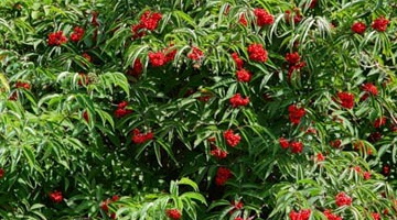 Растение бузина (Sambucus): её описание и фото