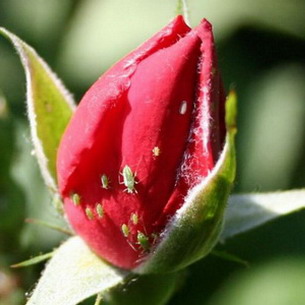 Болезни и вредители роз: фото, описание и лечение
