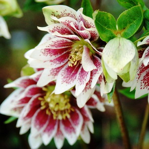 Морозник: виды растения и выращивание цветка