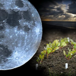 Влияние фаз Луны на рост и развитие растений